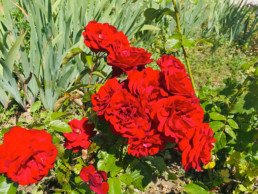 Les roses du jardin